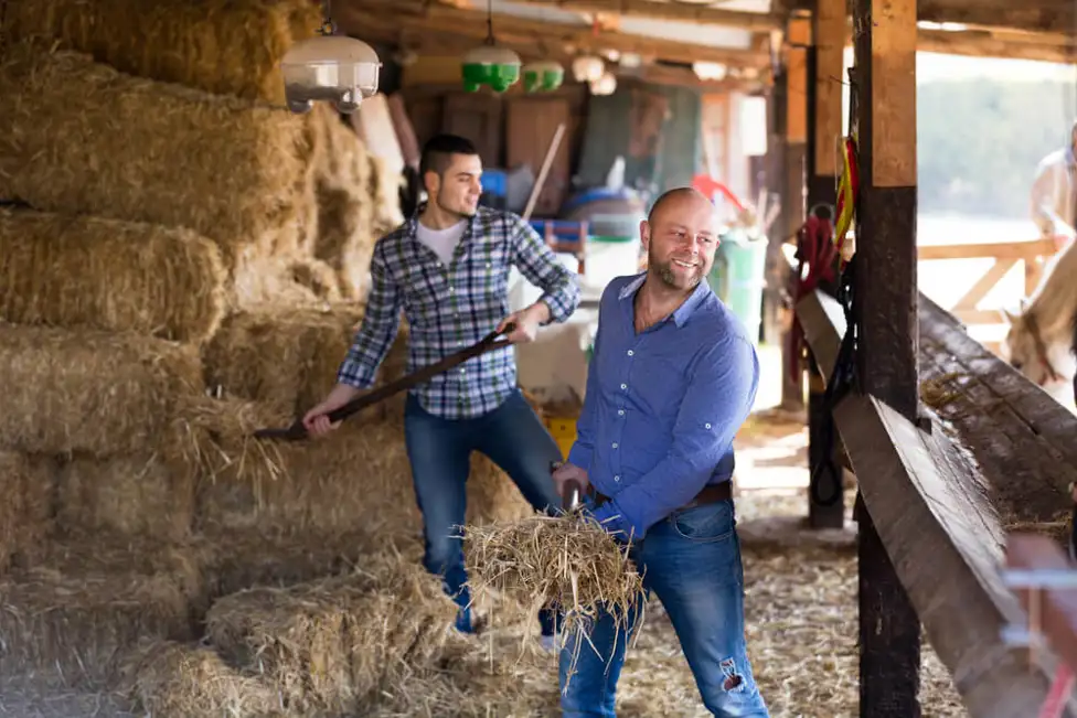 Two men working on the farm shoveling hay