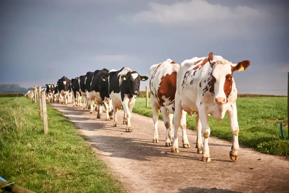Cows walking along a path