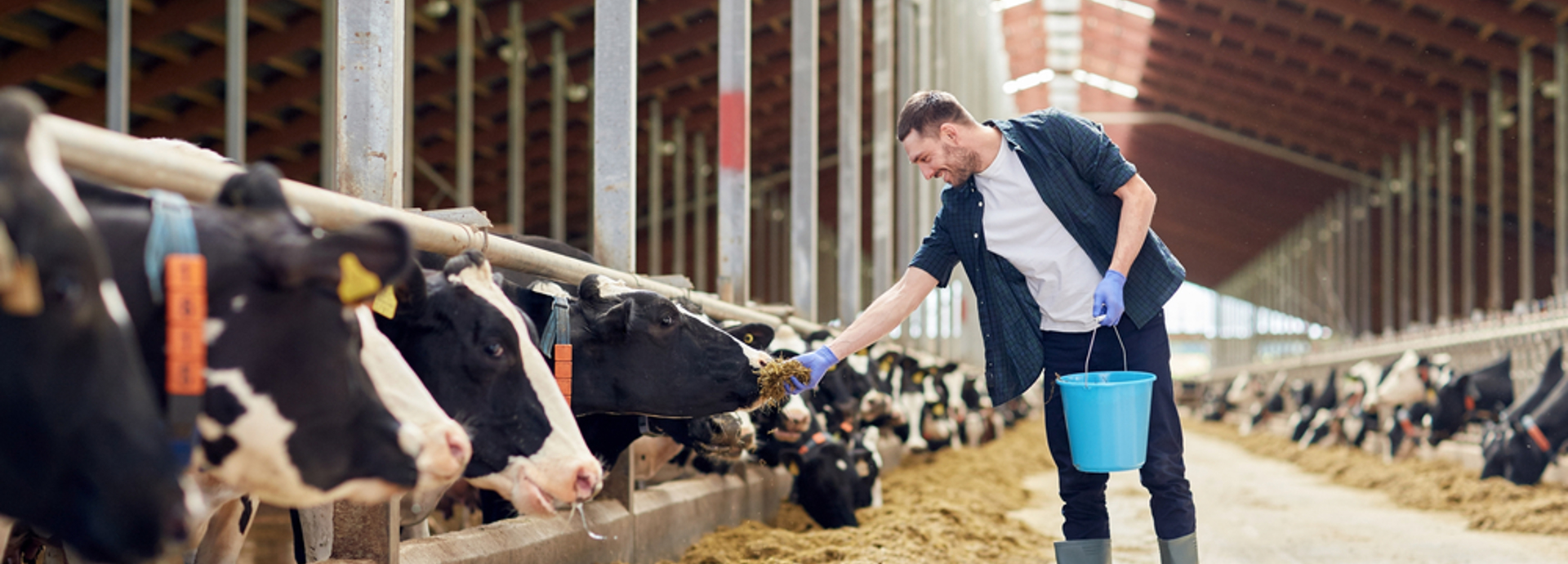 farmer feeding cattle in a shed